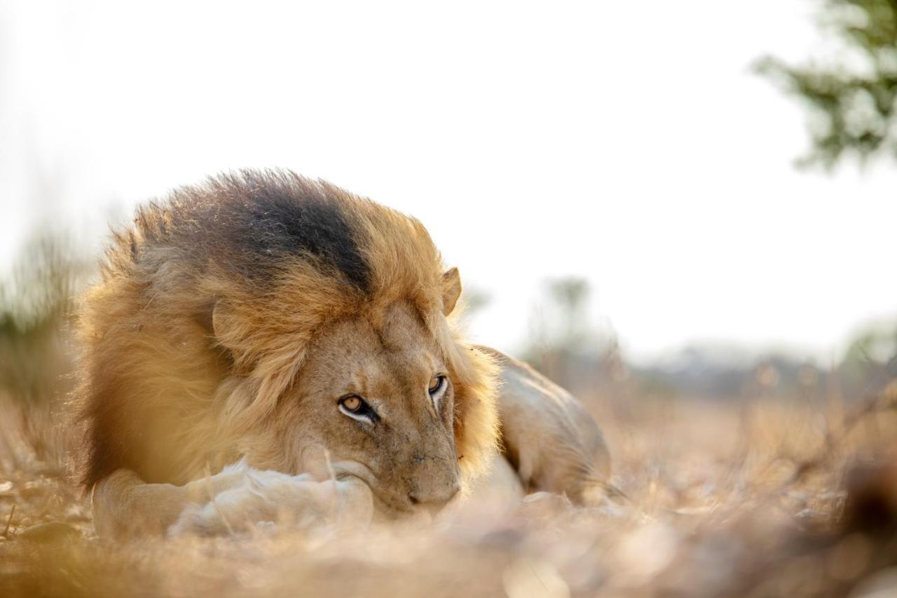 Jabulani Safari Villa Kapama Game Reserve Kültér fotó